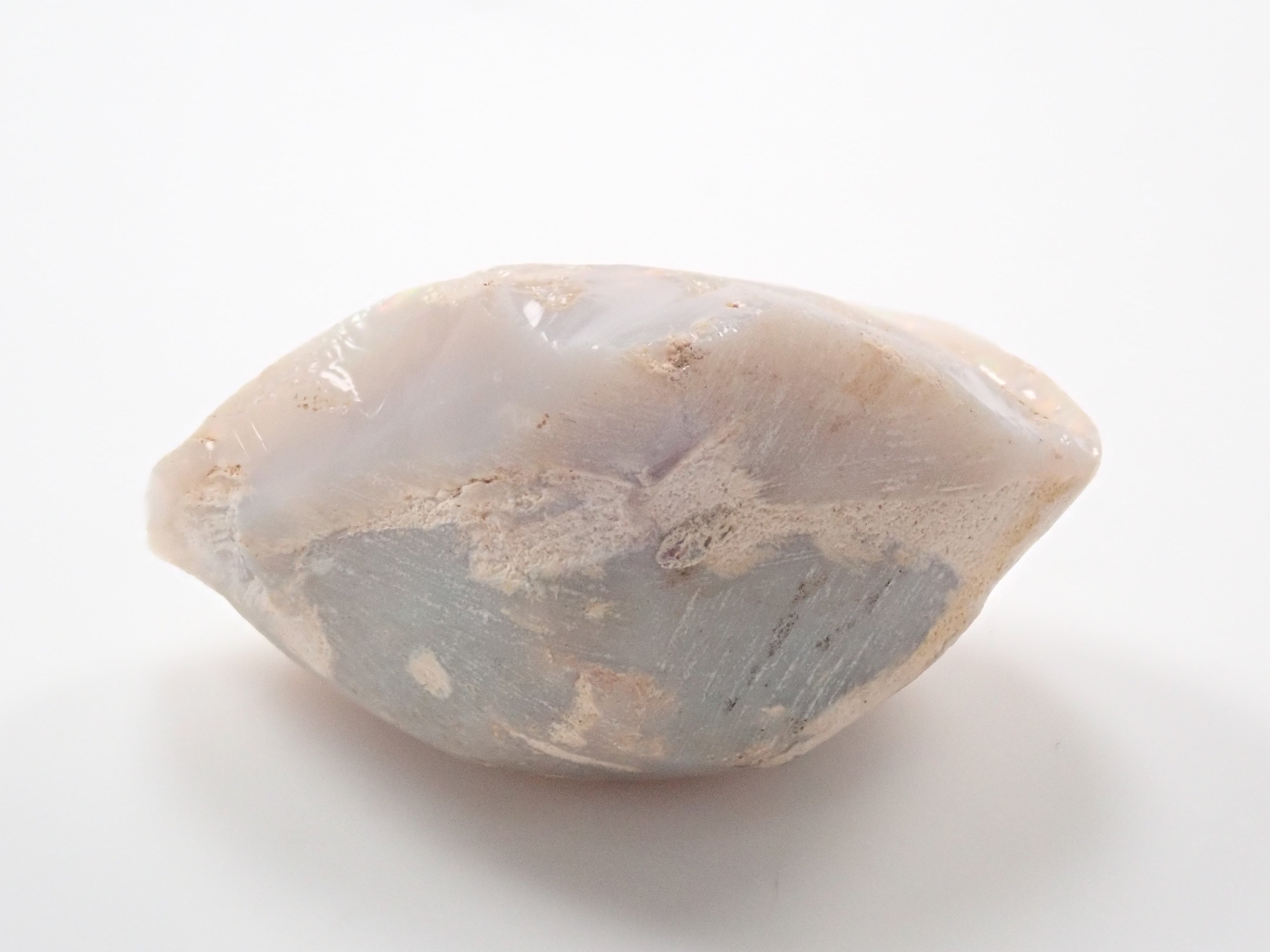 貝殻 標本 チリメンアオイガイ 貝殻 標本 チリメンアオイガイ 貝殻