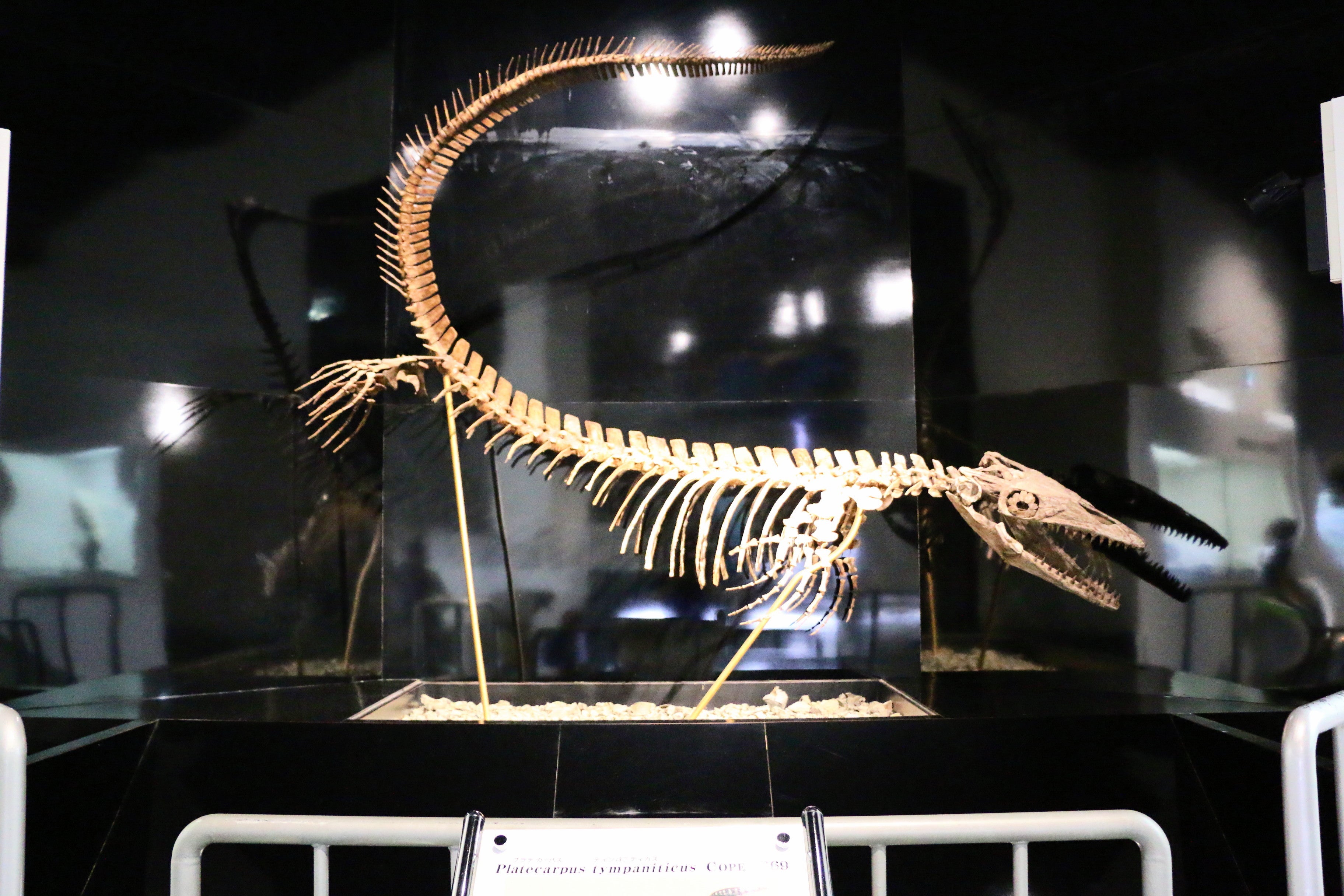 北海道 アンモナイト テキサナイテスカワサキイ 化石 / 恐竜 夏休み