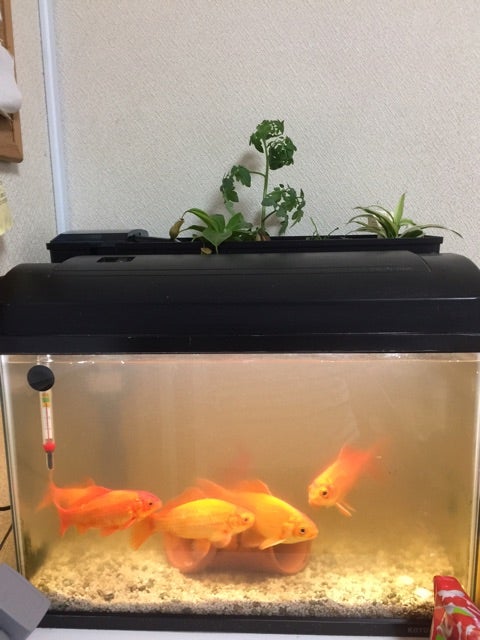 上部濾過式アクアポニックス水槽セット 自作】水槽で水耕栽培