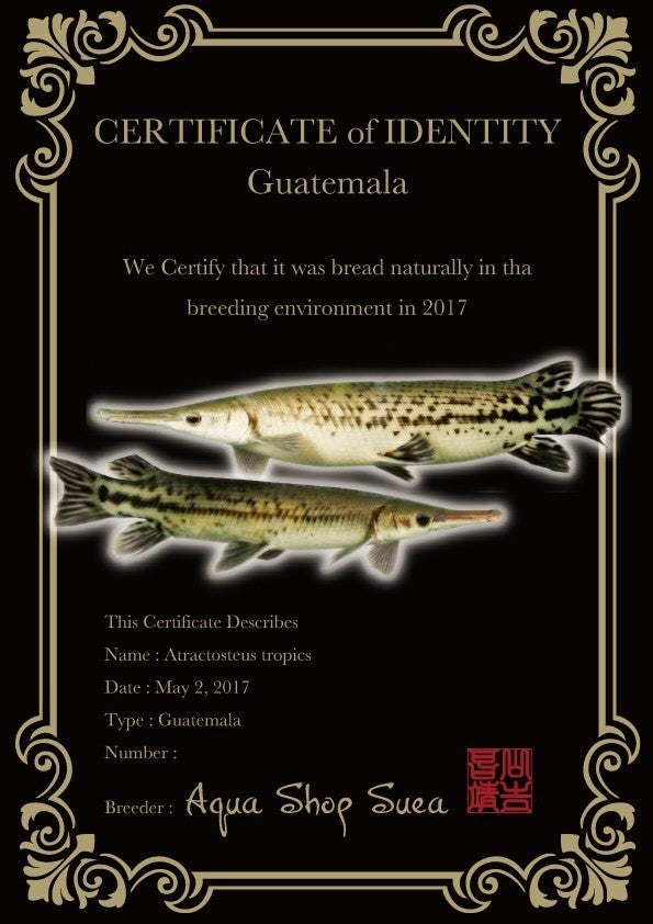 トロピカルジャイアントガーの新着記事1ページ目｜アメーバブログ