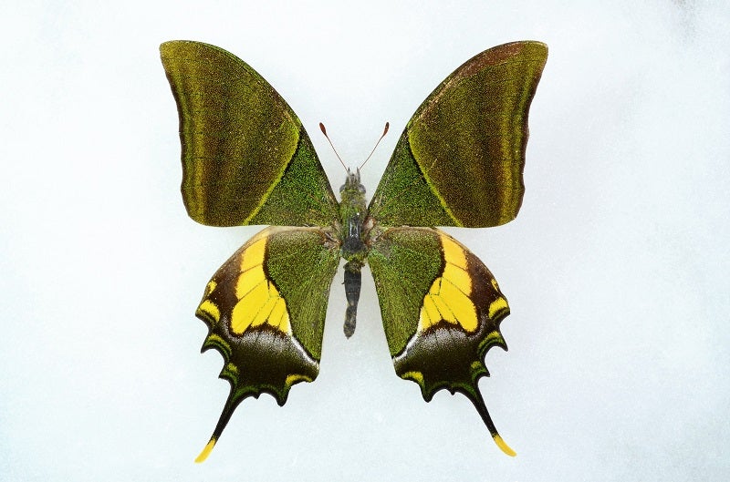 憧れのテングアゲハ(Teiopalpus imperialis)と 手元の本 | 昆虫漂流記