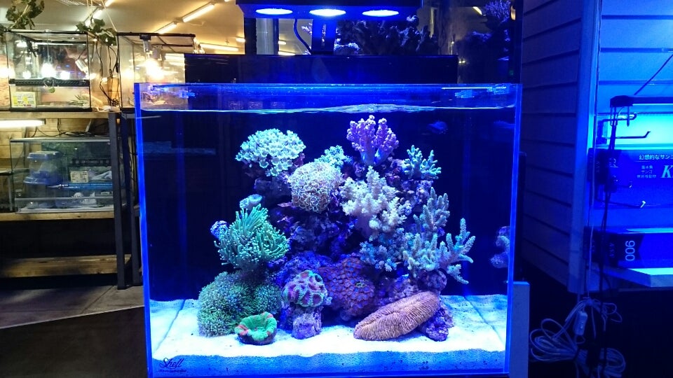 Shell2(シェル2)水槽立ち上げ！ | アクアテイラーズ尼崎つかしん店海水部