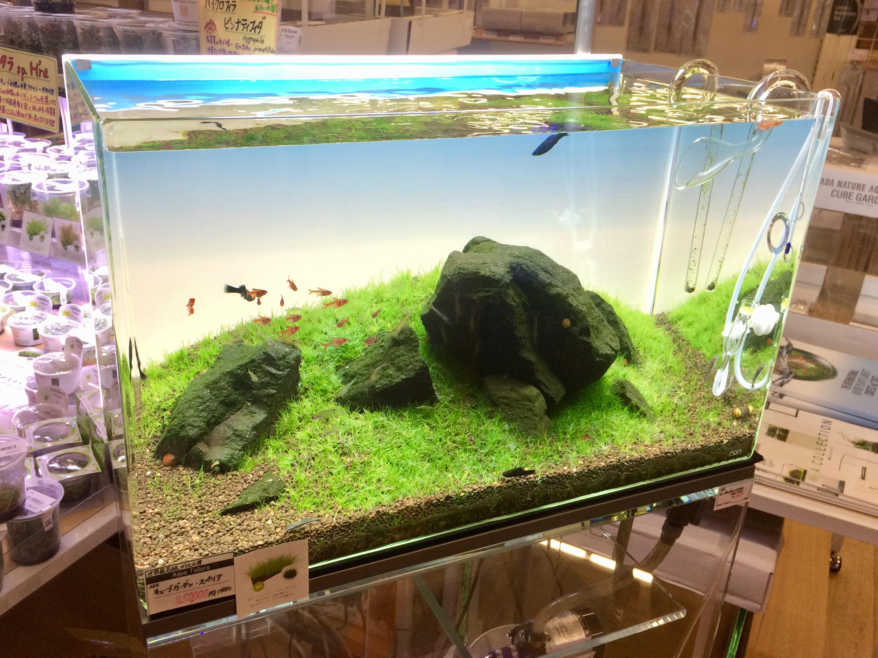 ADA ライトスクリーン ！！ | アクアテイラーズ神戸駒ヶ林店