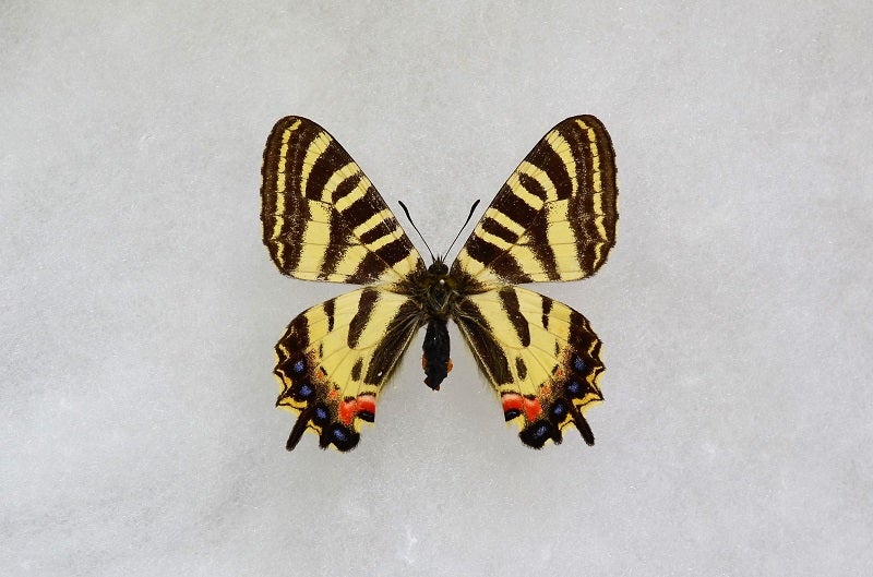 東京都八王子市産ギフチョウ