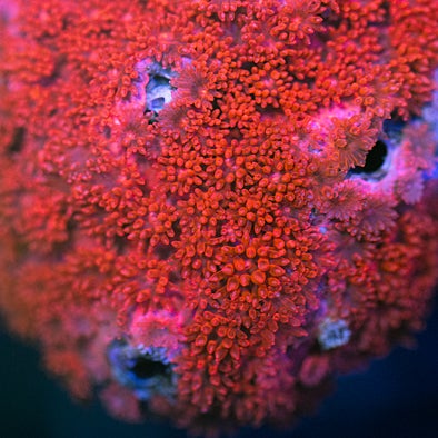 ハナガササンゴレッド ハナガササンゴレッド大きめA | 生麦海水魚