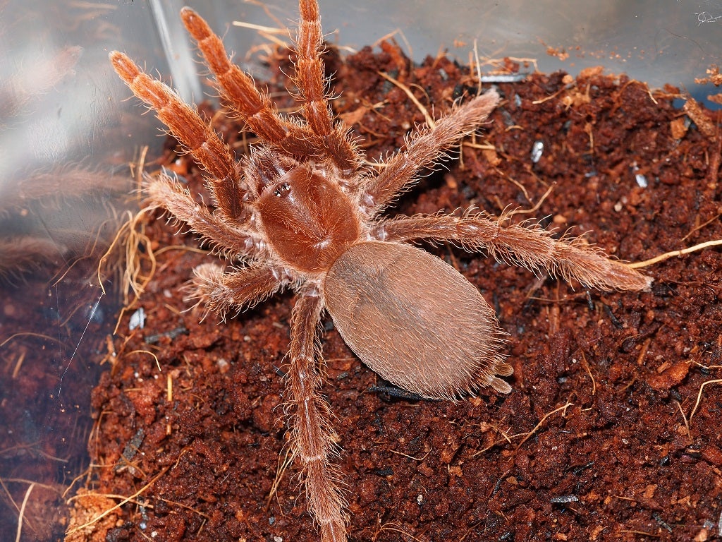 キングバブーンスパイダー - Wikipedia 【阿州最大種】キングバブーン