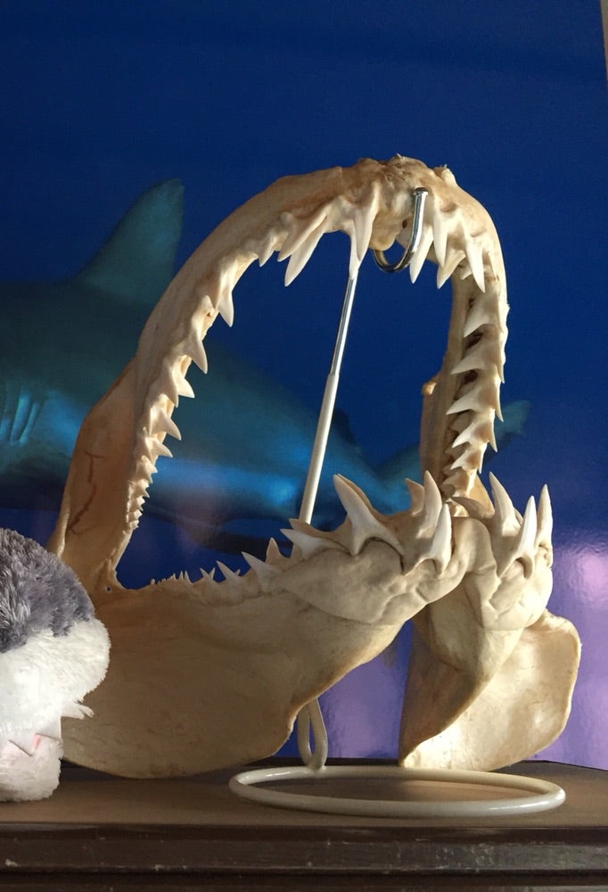 サメの顎 標本 サメの歯 アメリカの鮫 サメの顎（アオザメ）顎骨標本