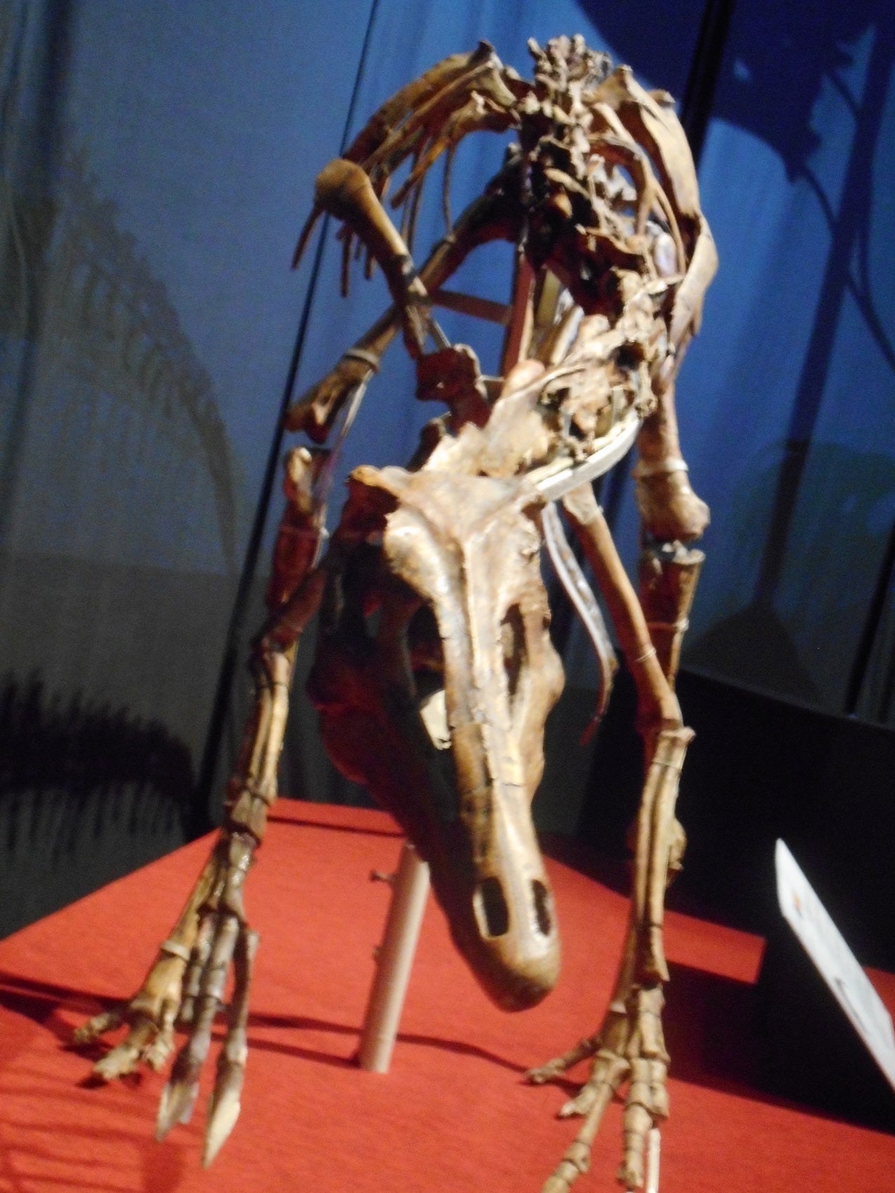 トロオドン｜金曜恐竜解説 | 機動人間兵器ポケピース