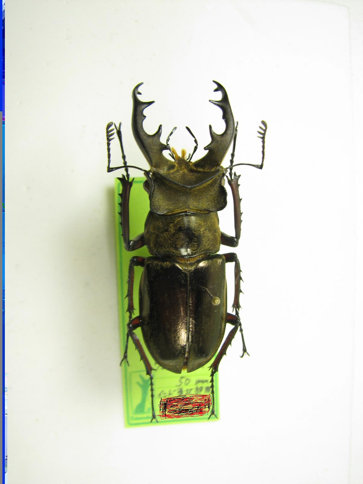 ユダイクスミヤマクワガタ 87mm 標本 ユダイクスミヤマクワガタ 87mm 標本
