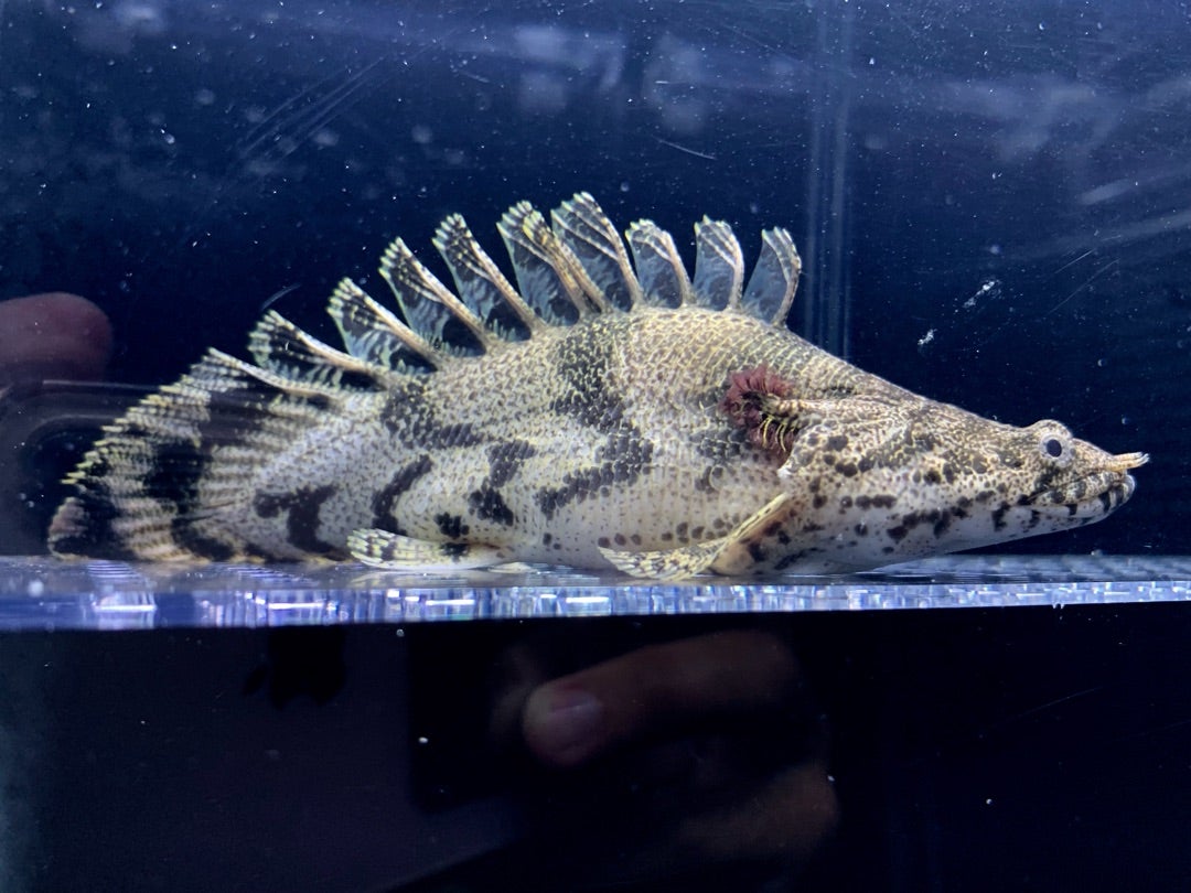 1ペア】ロスチャイルドトリバネアゲハ（西イリアン産） 【公式通販】