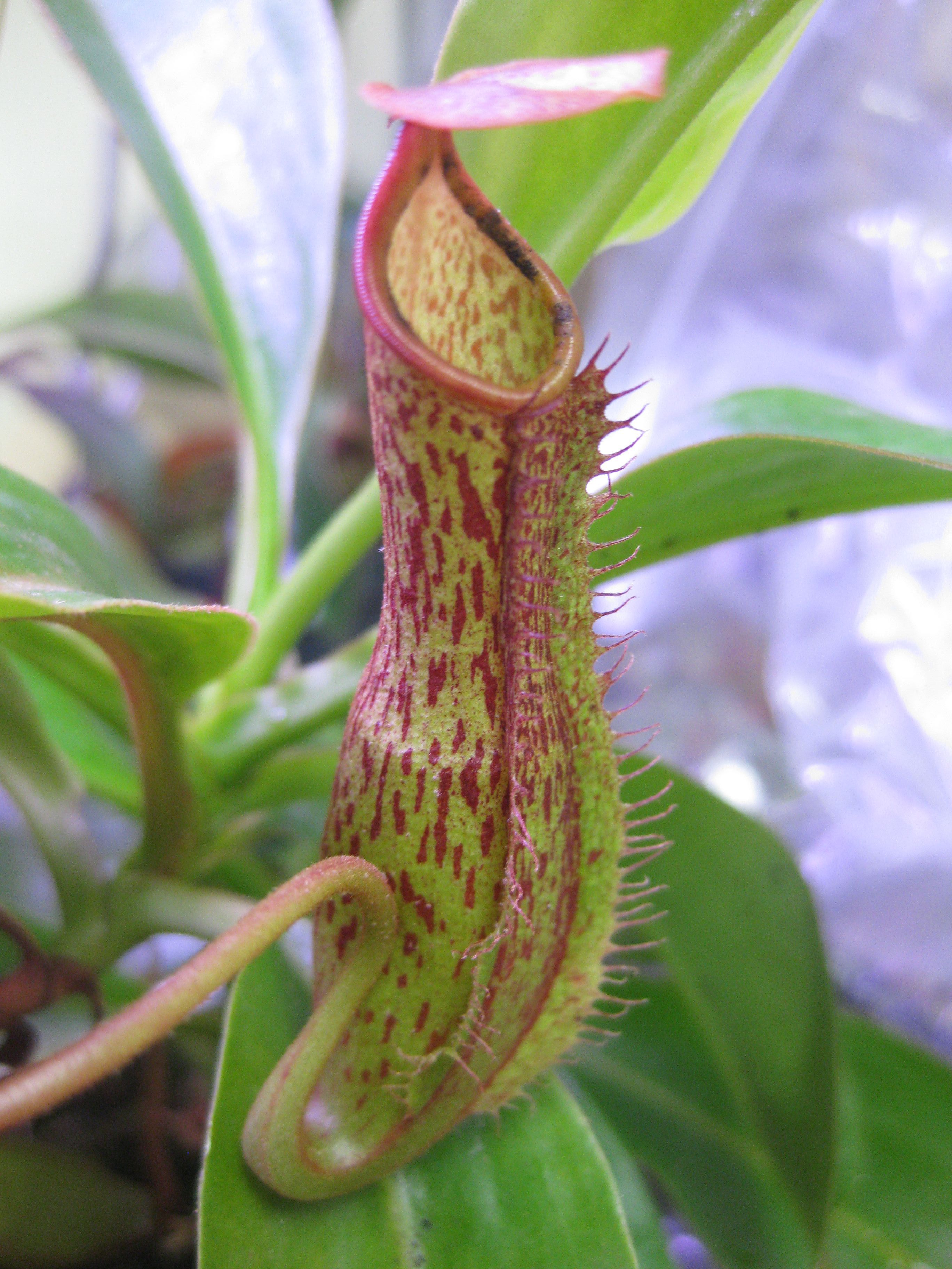 N. 'Kihachijo' | どりへにのブログ