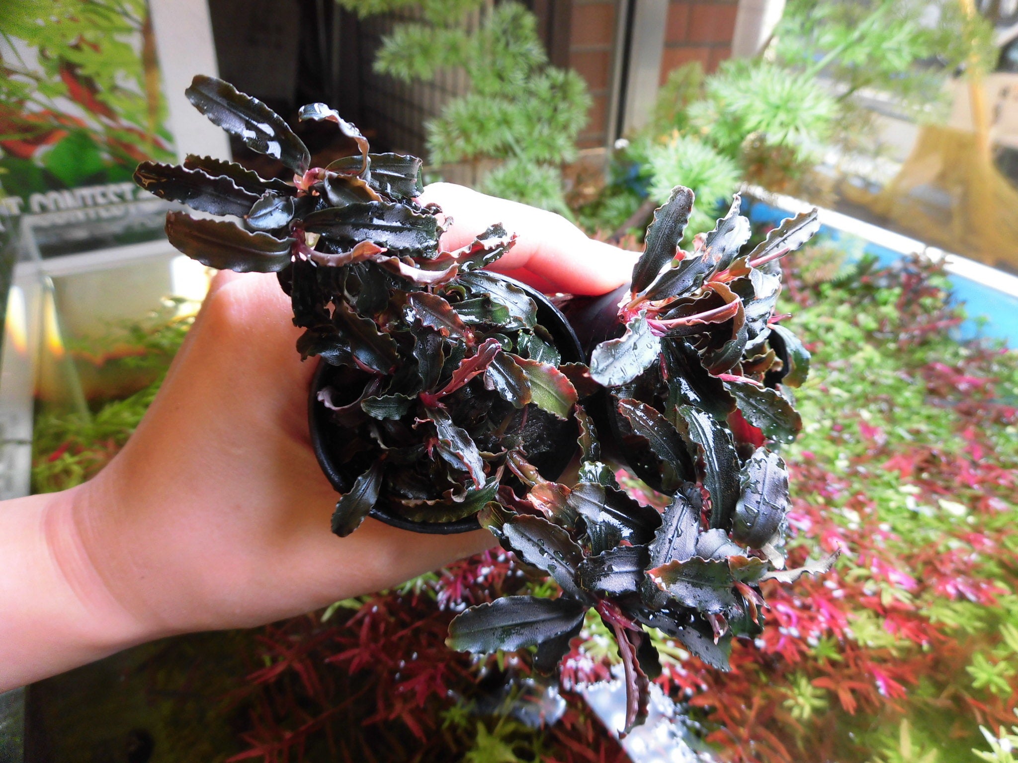 Bucephalandra sp. Variegata Hn:福袋 CAKUMI 2018年7月