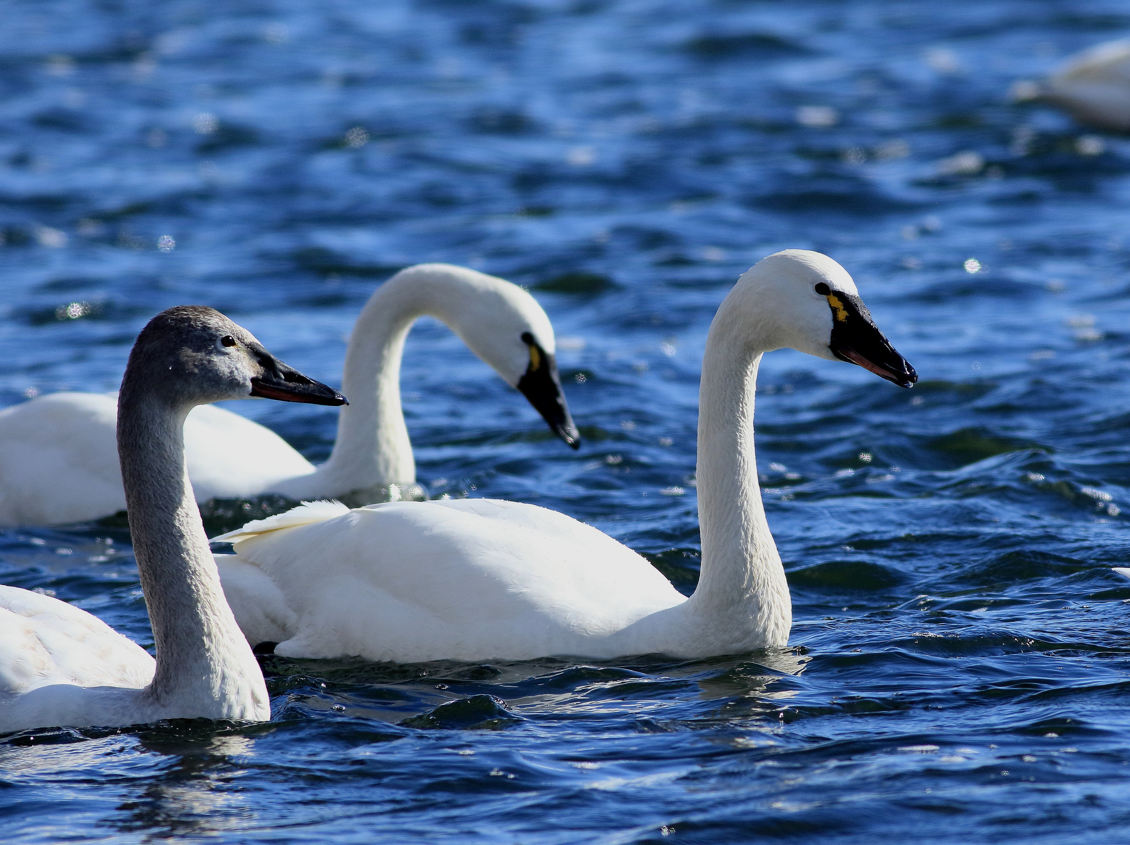 2つの白変種--アメリカコハクチョウとオオバン | 東国山人の鳥日記