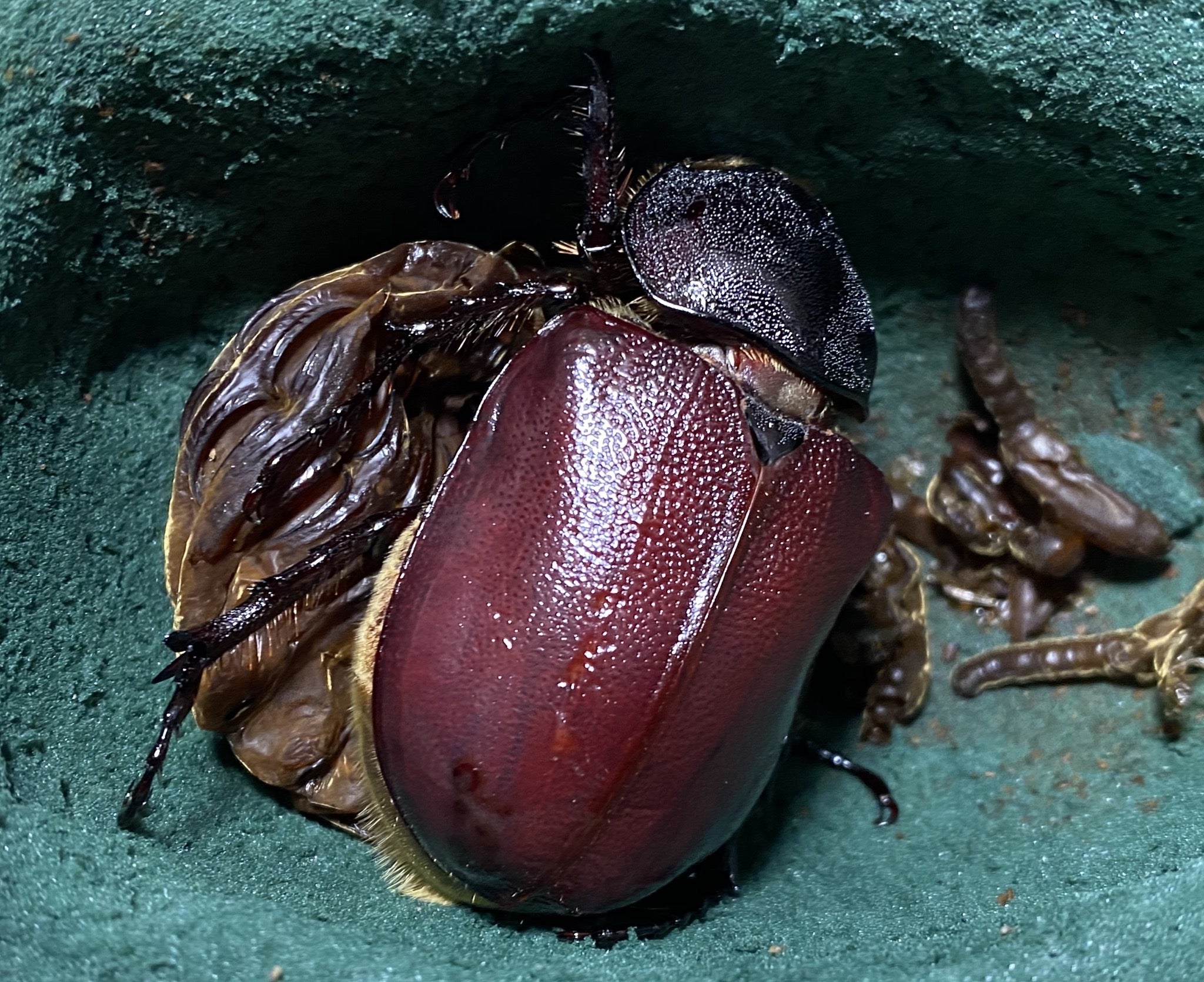 ブナ林88:] モロンシロカブト(オオカブト)♂83.5㎜♀64㎜ペア