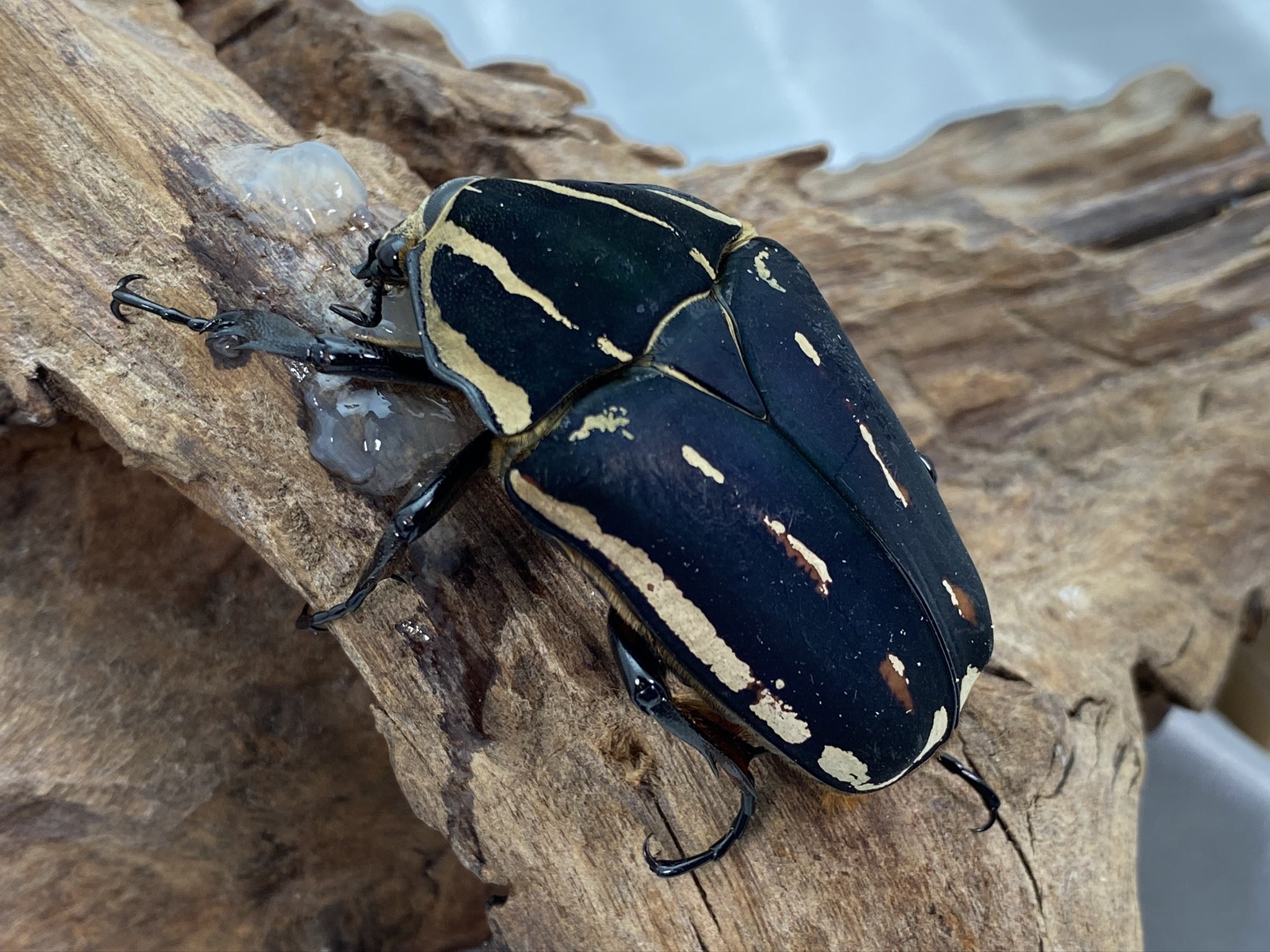 値下げしました。カメルーン産クビワオオツノカナブン ペア 83mm 57mm