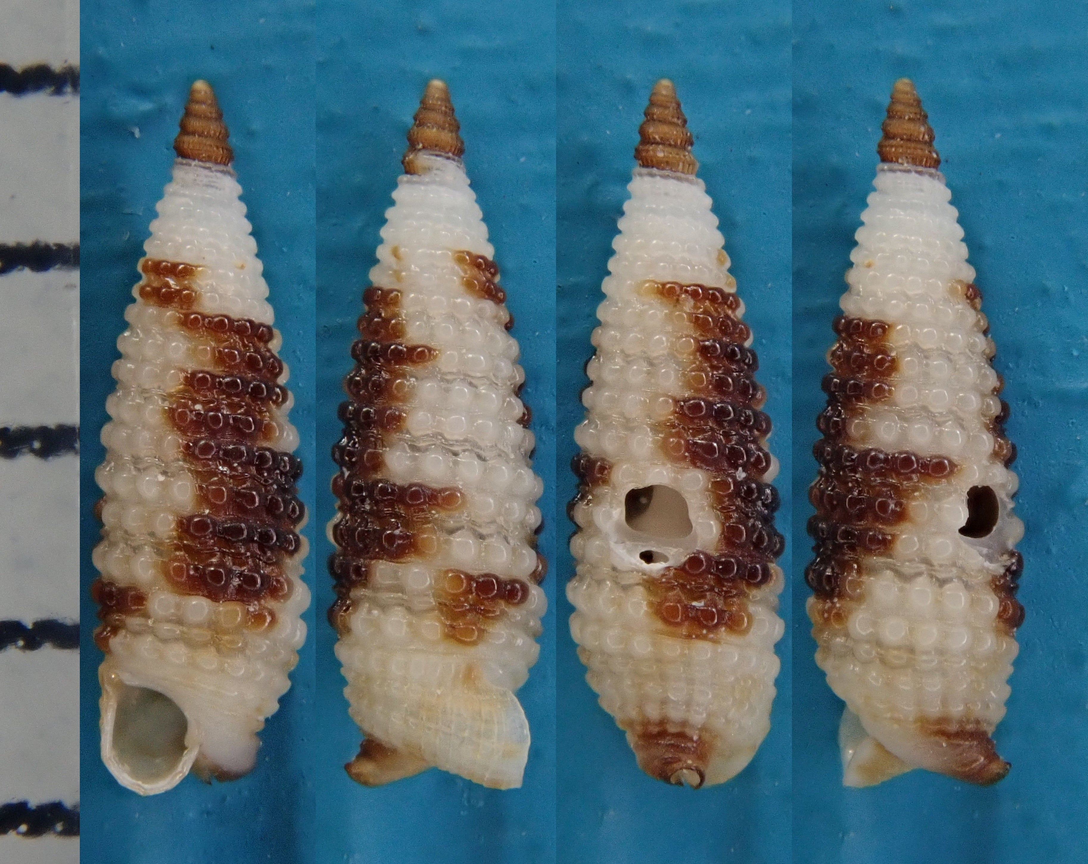 J473＃鲛人泪(贝壳光)刺猬家切り売り海外人物マステ女の子人魚