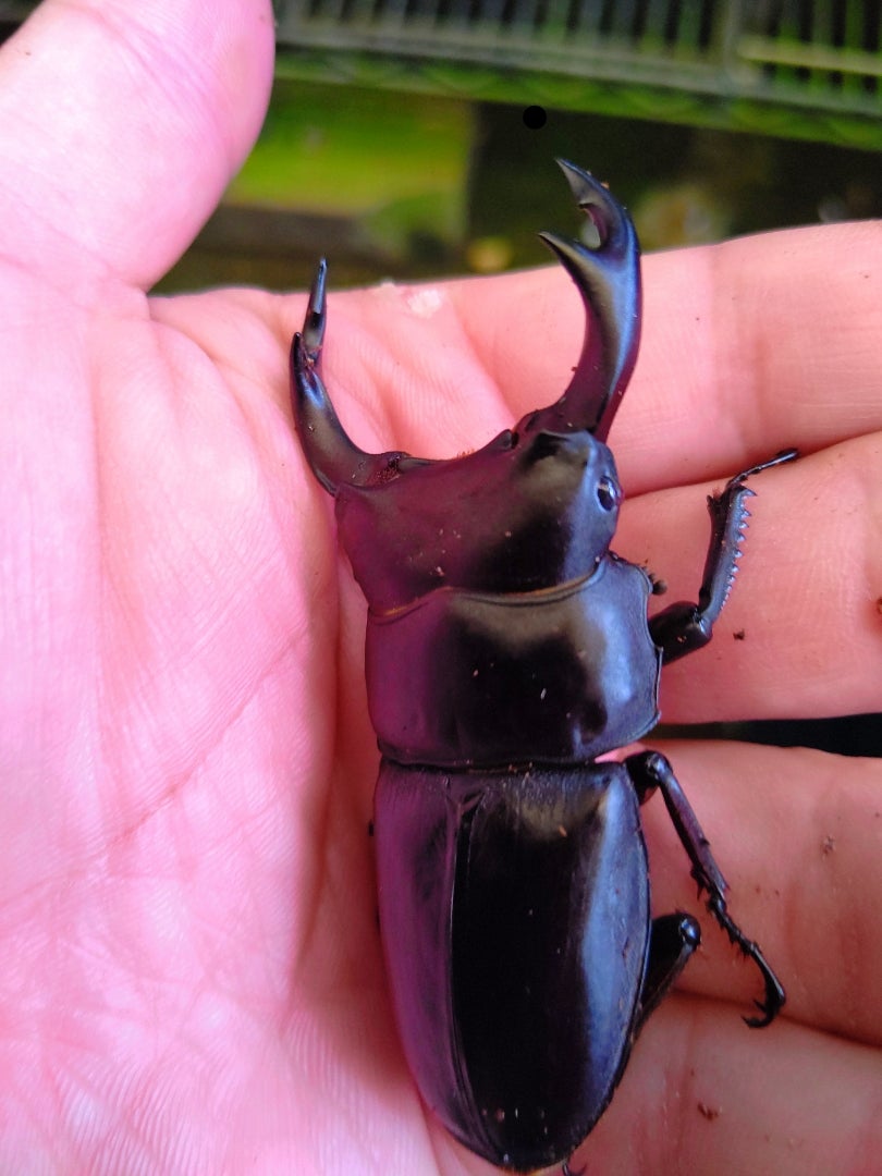 オオクワガタ極太ゴードンR羽化 | ｲｰﾊﾞ君探検記Ⅱ