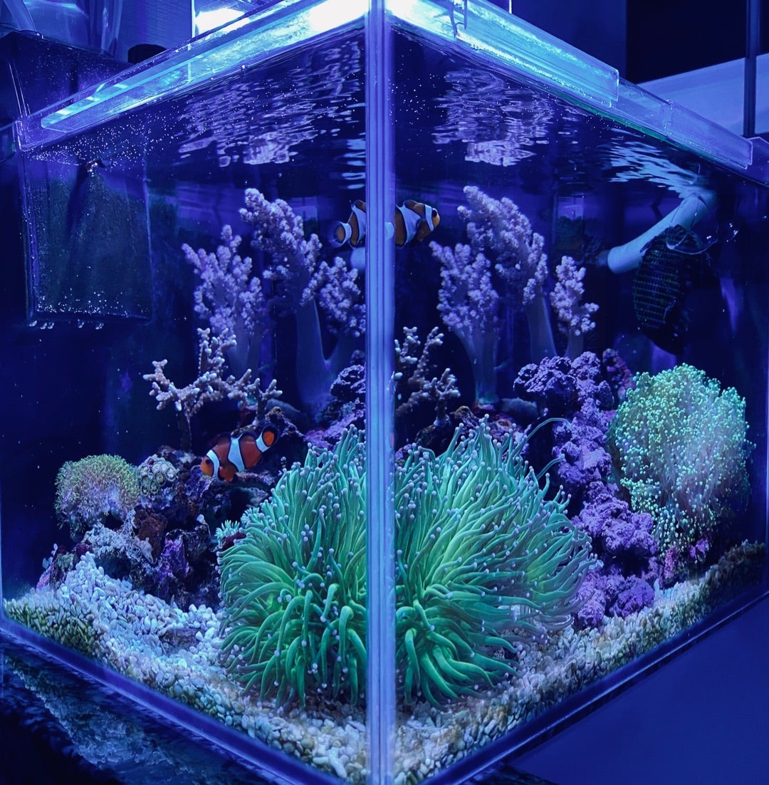 マーフィード NEMO LIGHT 2 AM 96W