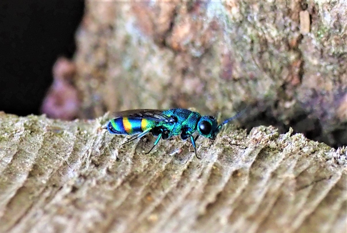 クロバネセイボウ 35ミリ 【公式通販】