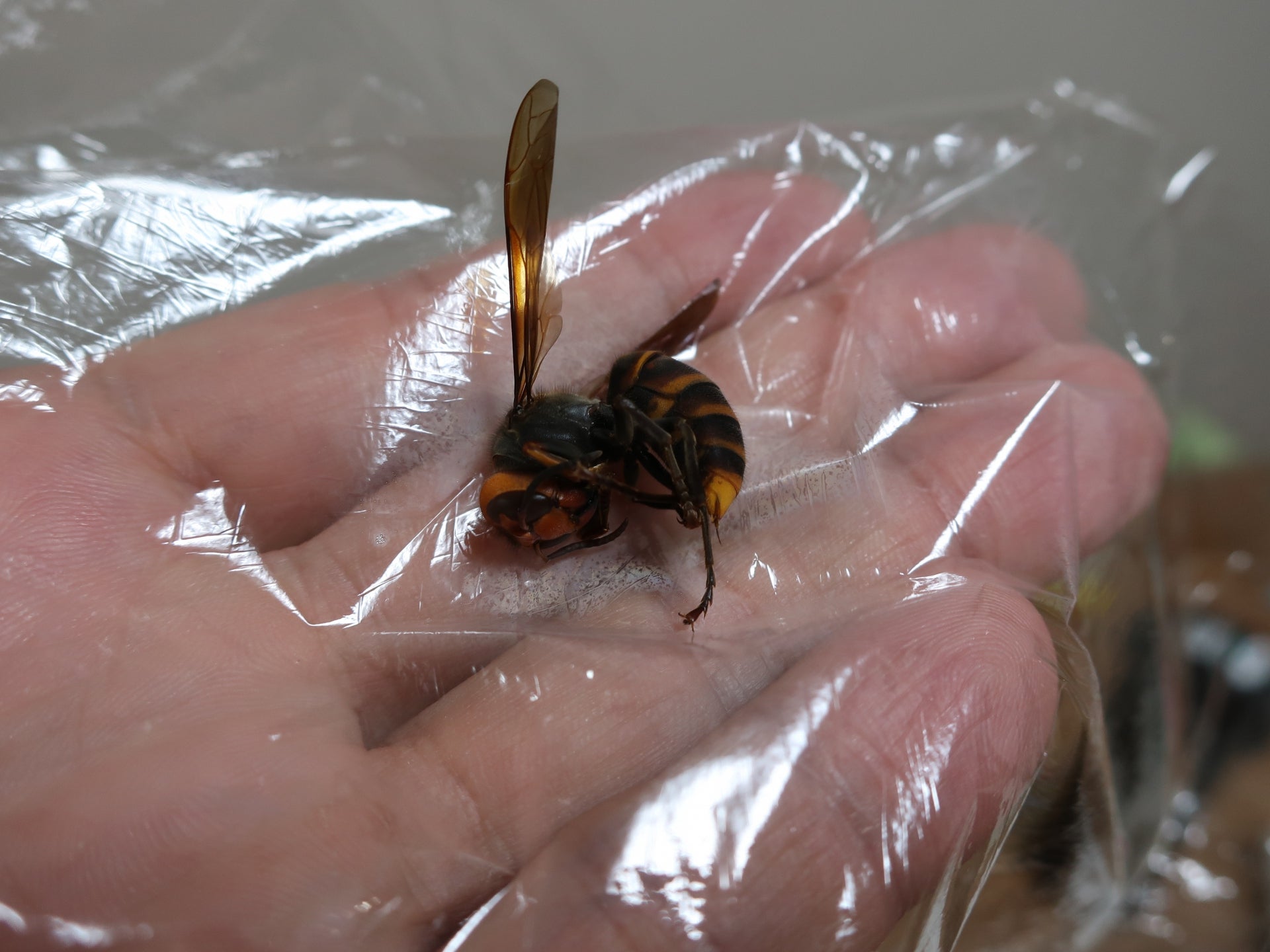 オオスズメバチの標本と乾燥ボックスについて☆ | 司法書士講師・三枝