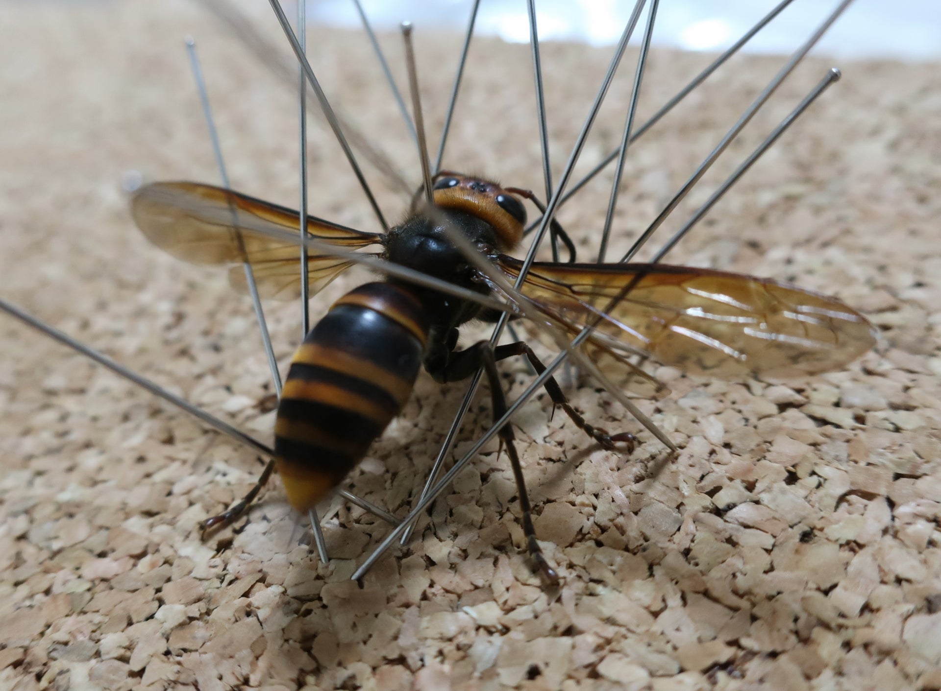 オオスズメバチの標本と乾燥ボックスについて☆ | 司法書士講師・三枝