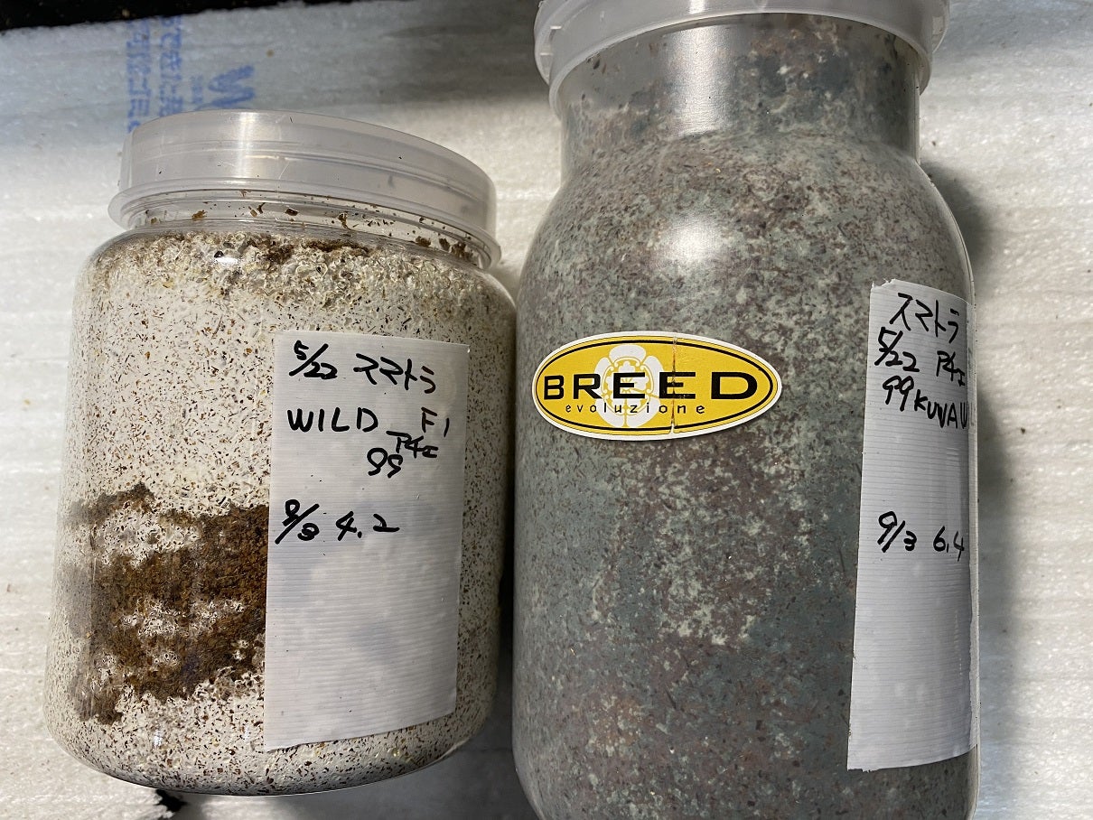 BREED菌糸ブロック 3500cc 15個セット（ブリード 高性能・高品質 菌糸