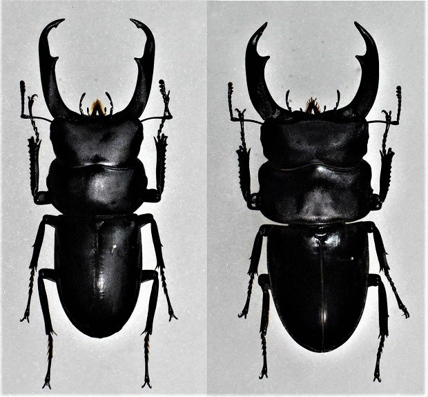 シェンクリングオオクワガタ (台湾の保護昆虫) | 昆虫漂流記