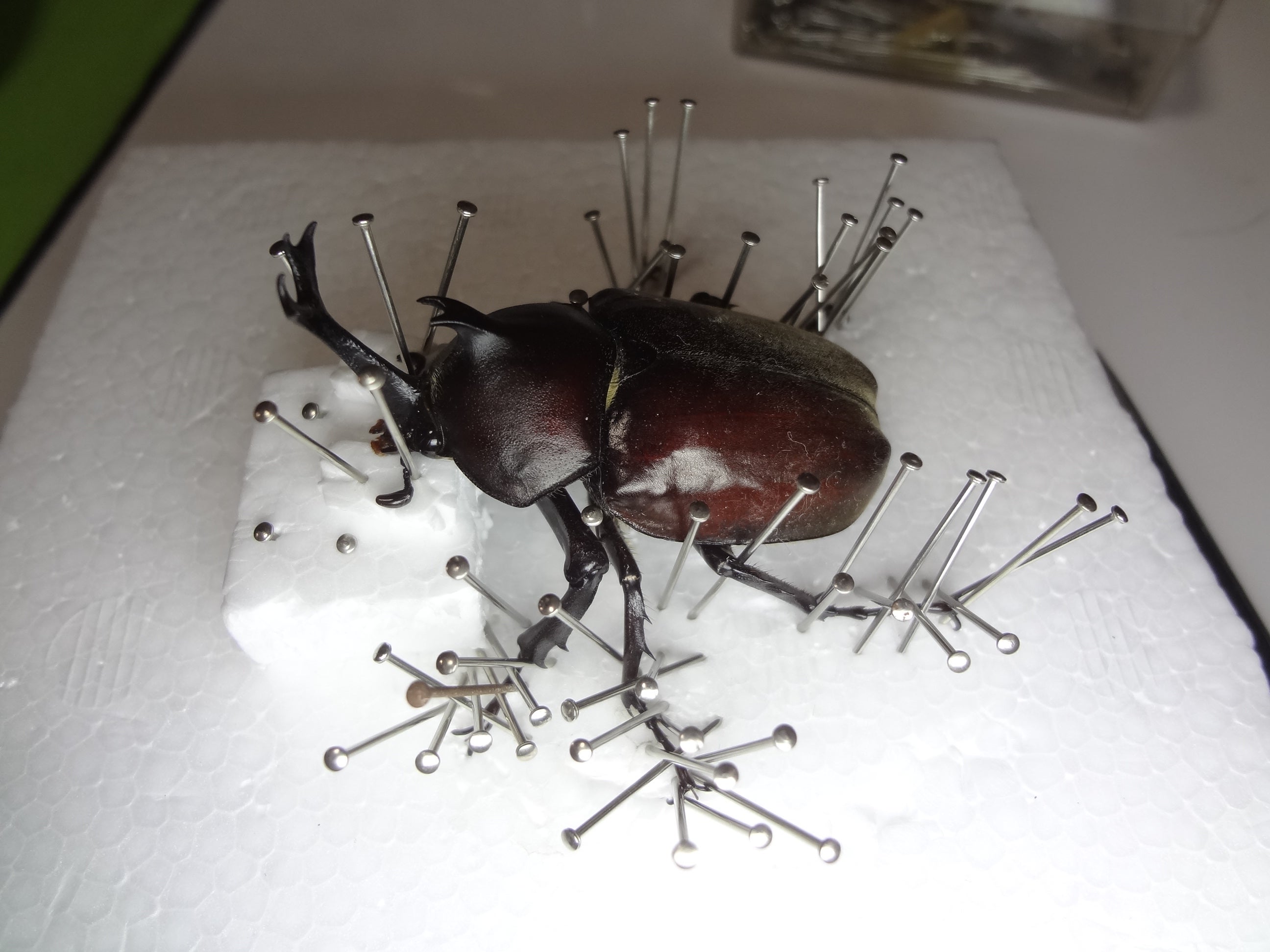 カブトムシ 固定標本 約10cm 茶色 カブトムシ 固定標本 約10cm 茶色