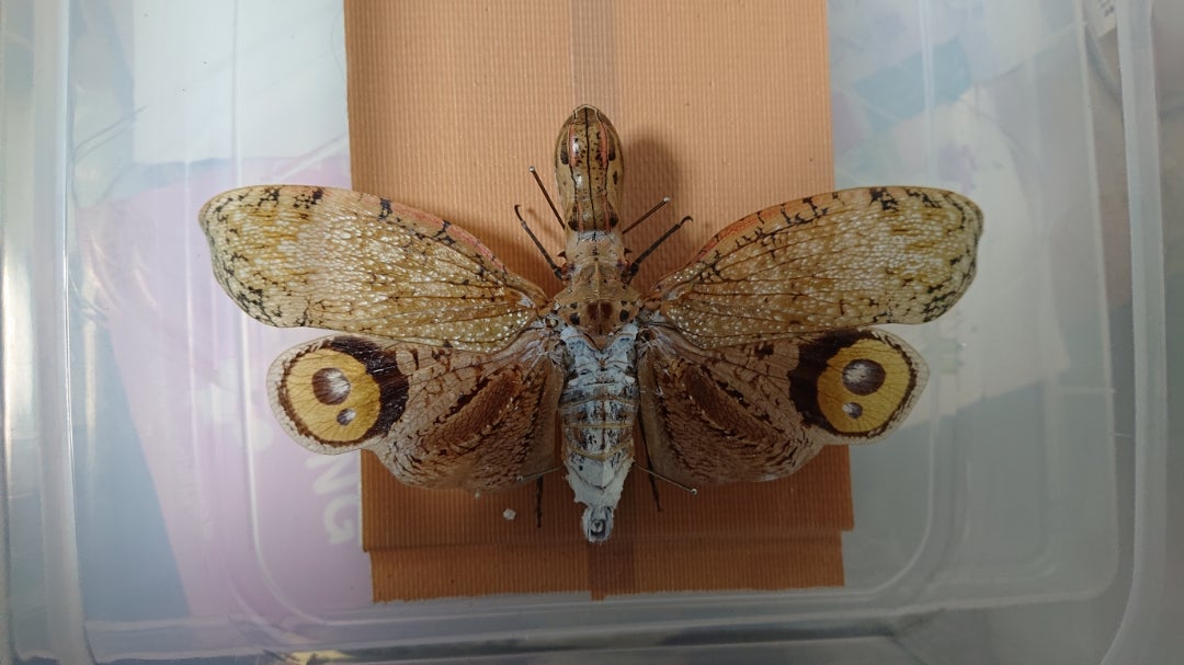 ユカタンビワハゴロモ 標本 ビワハゴロモの侵入〜日経サイエンス2021年