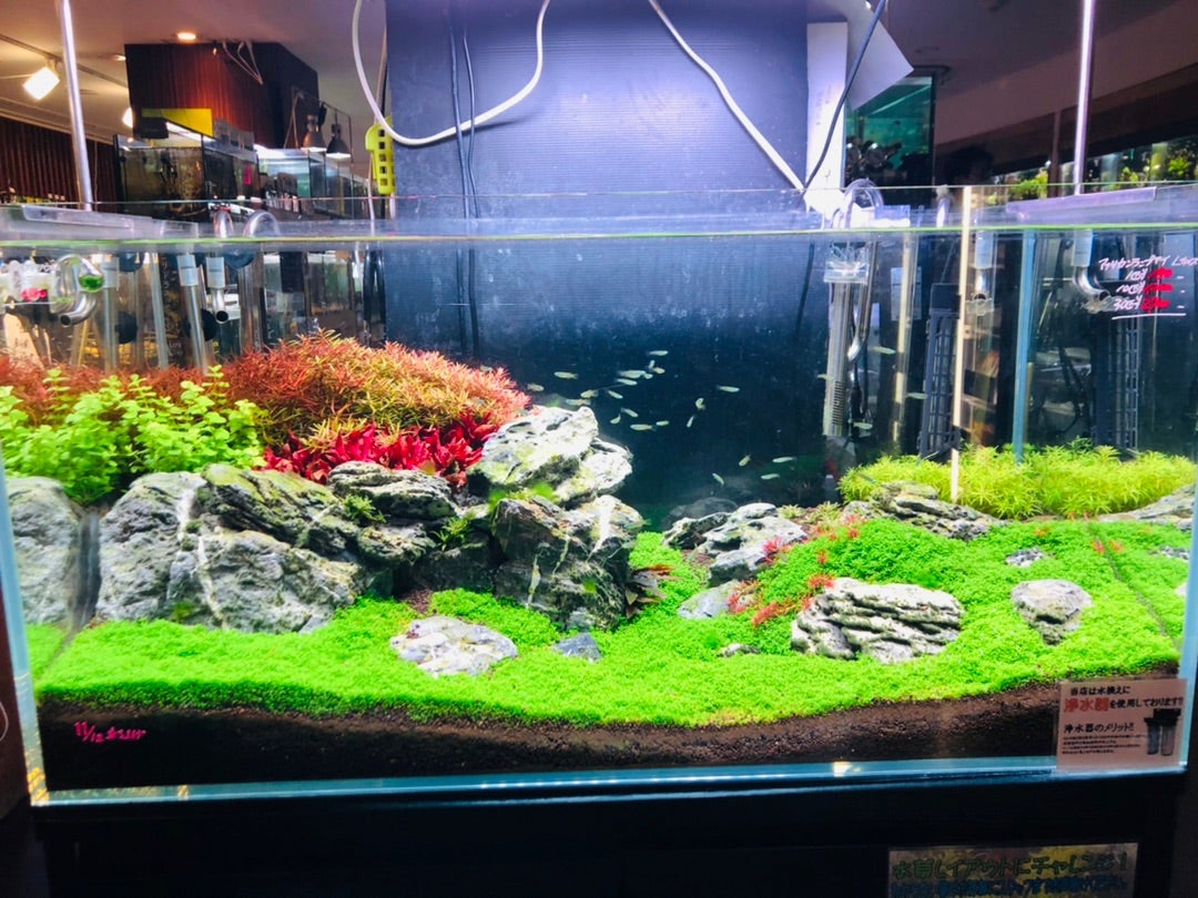 おりゆい様】ADA 90cm水槽