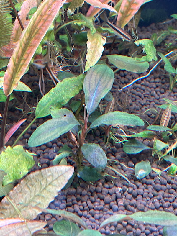 ブセファランドラsp. Shine Blue KN便 | モコのお庭とパパの庭