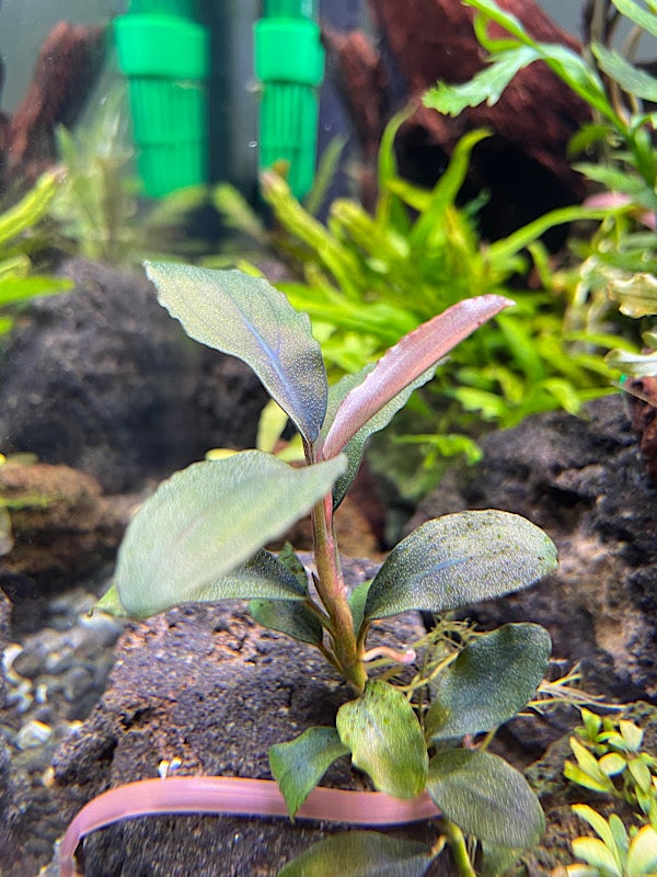 銀葉の最上級ブセファランドラspオーロラKN便水中葉コケ・スネールなし