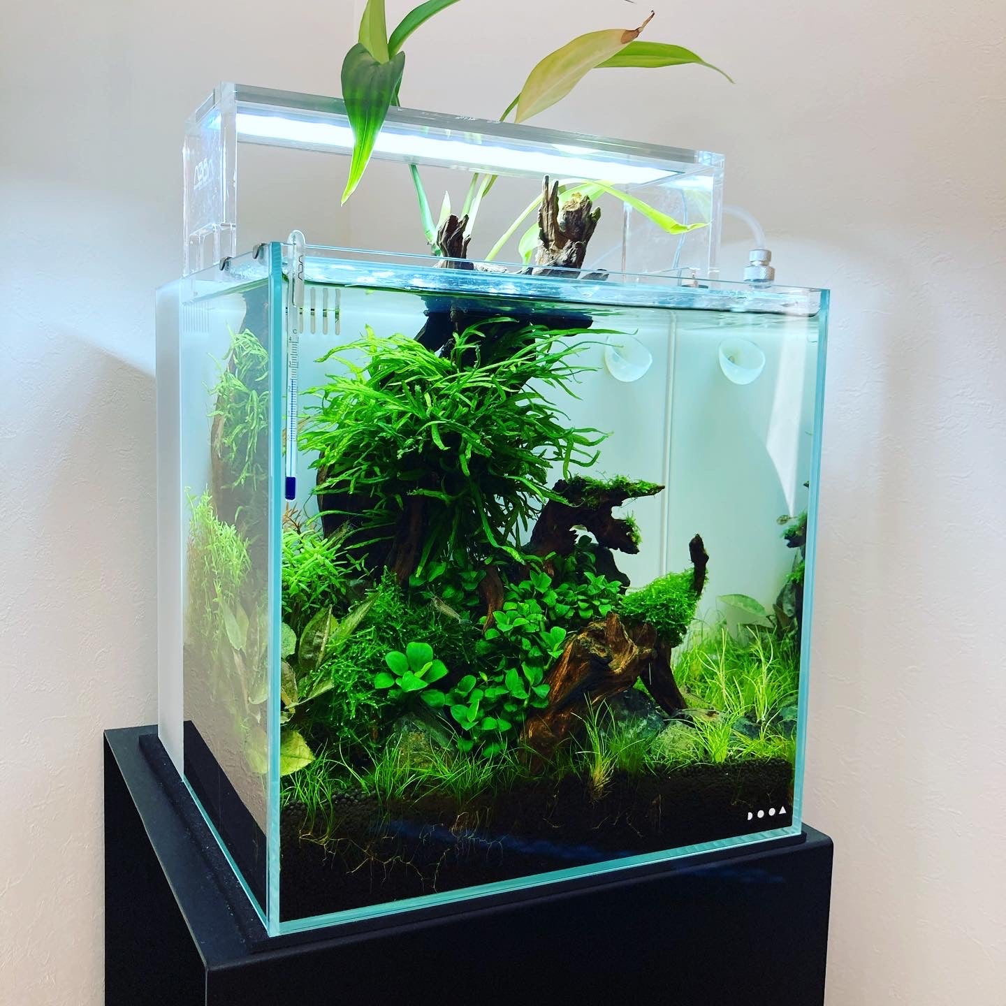 ada dooa システムアクア30 dooa システムアクア30 【公式通販】