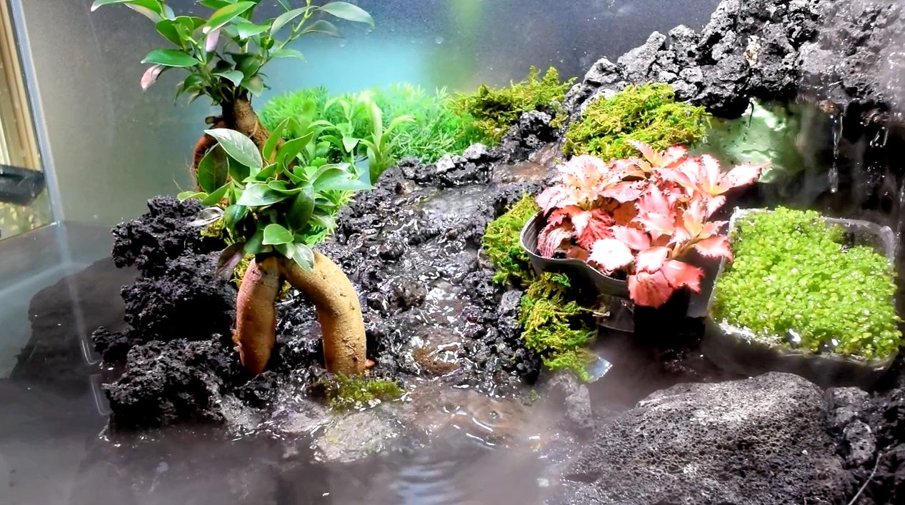 テラリウム水槽立ち上げ！ガジュマル中を川が流れる！ | アクアリウム