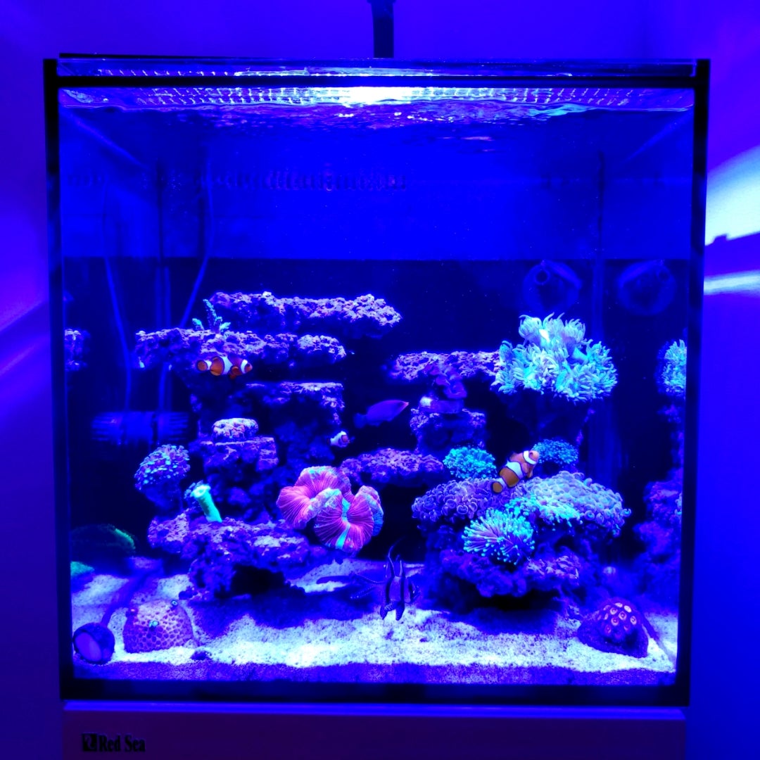 人工ライブロック 60cm海水水槽用 レプリカ 多孔質 レプリカライブ