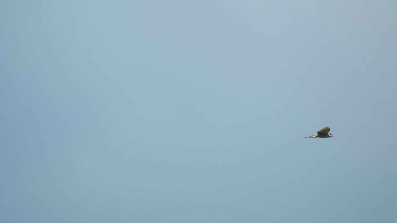 空をイメージする鳥 空を旋回する鳥 | しょうがない