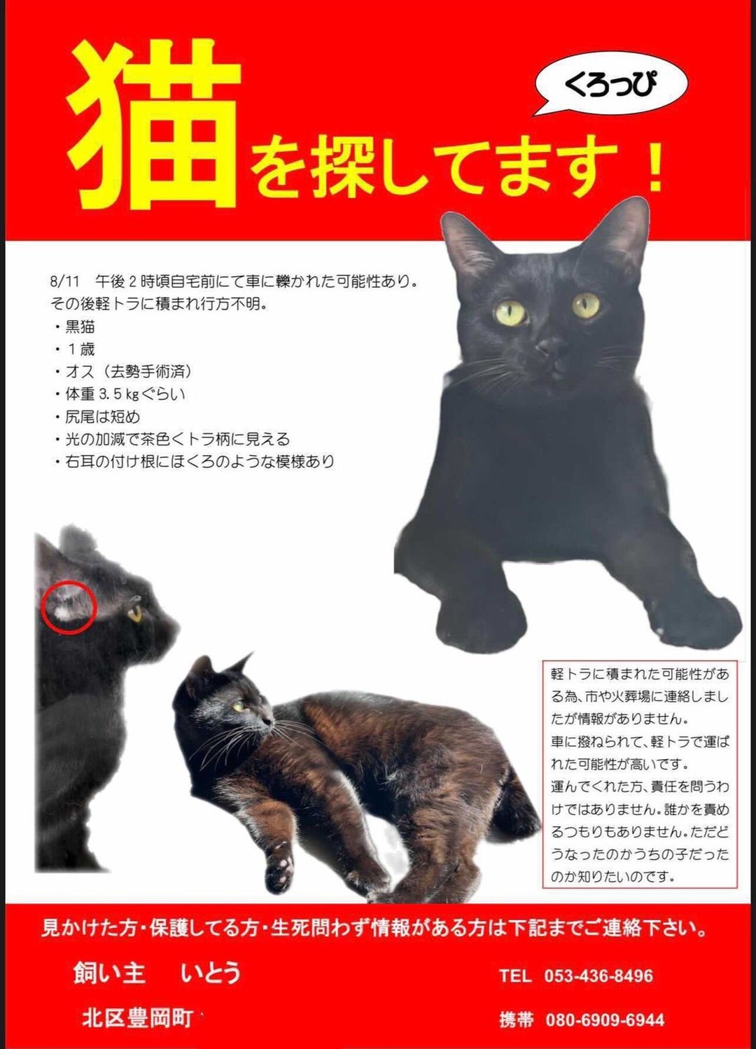 代理投稿】浜松市北区で黒猫を探しています | アニマルフォスター
