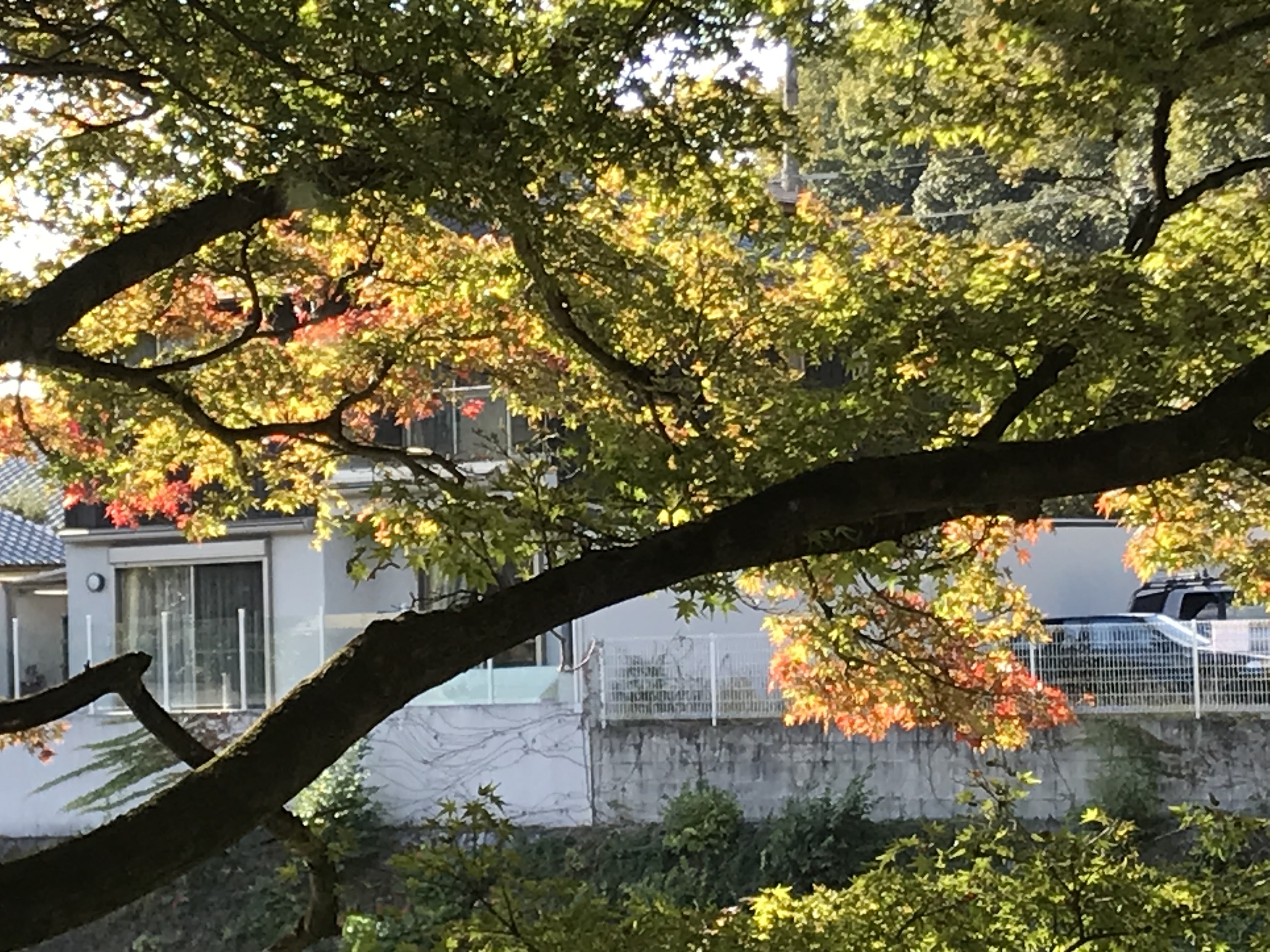 ひとり歩き 侍士の門 萬膳庵 ヤモリ 伊佐美 裏軸屋 ひとり歩き 侍士の