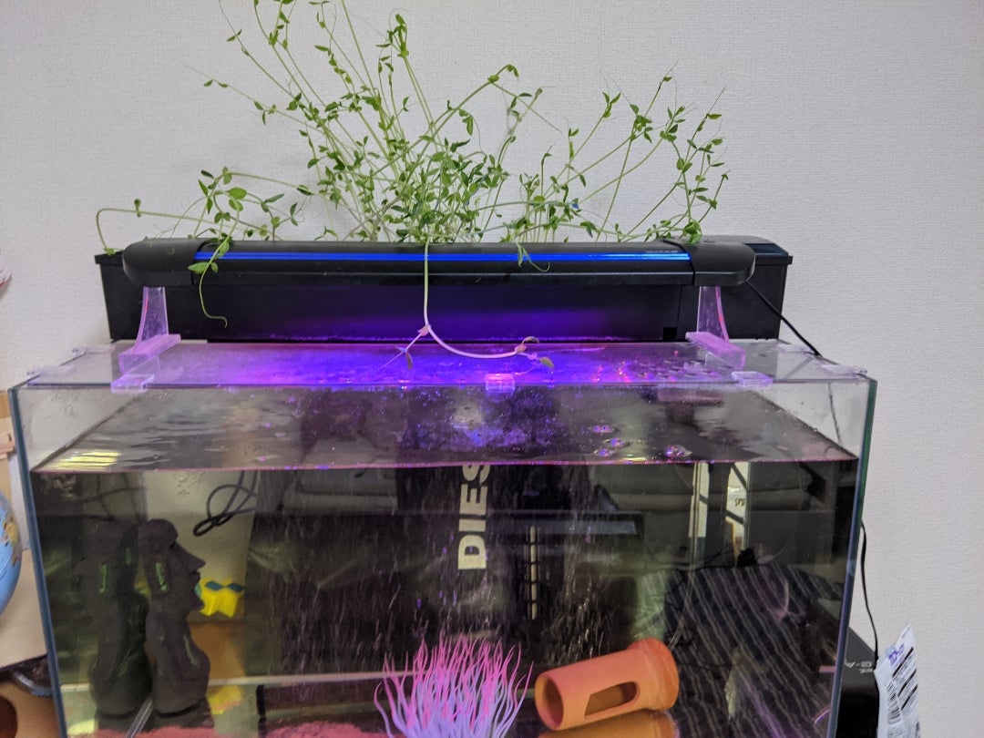 アクアポニックス？ | 29歳爬虫類好き美容師✂