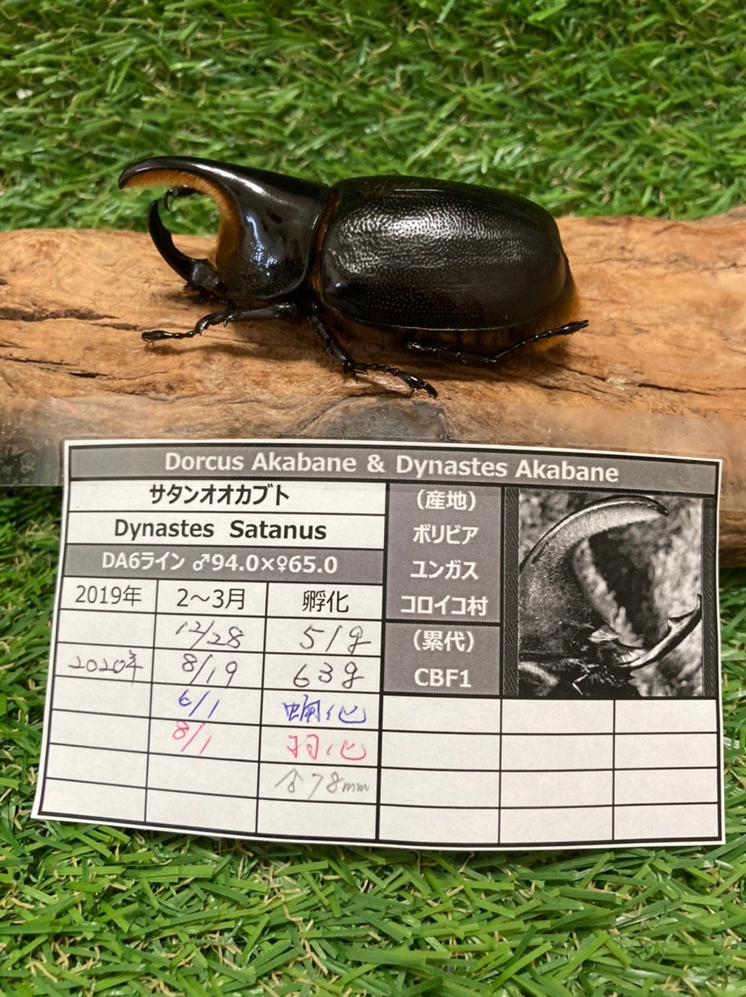 サタンオオカブト！大型！標本！