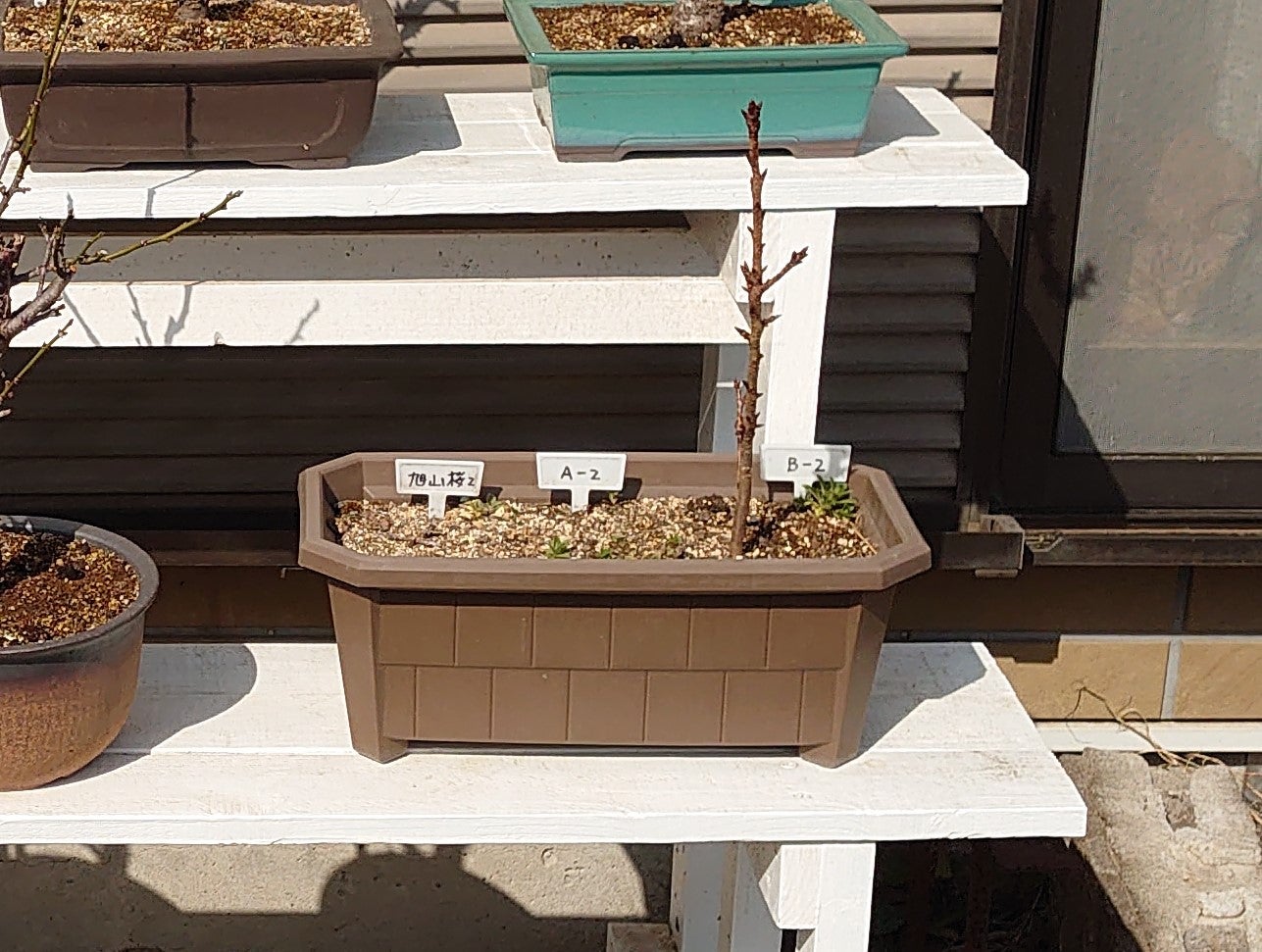 ガーデニング 84 【 盆栽鉢を求めて放浪 】 | お父さんの工作室