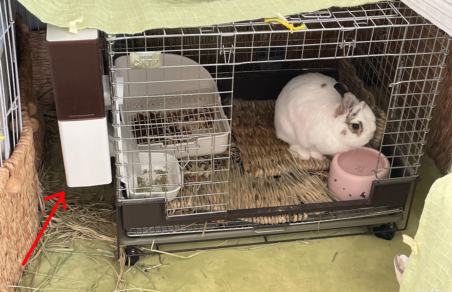 ショップ オートフィーダー 自動給餌器 ミニマルランド うさぎ