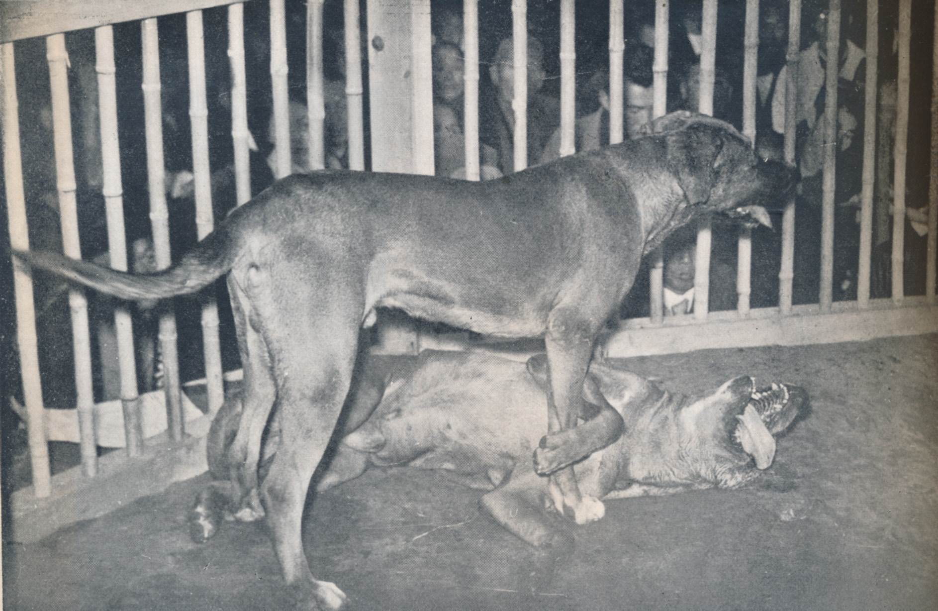 日本の闘犬史・その1 土佐闘犬と秋田犬の誕生 | 帝國ノ犬達