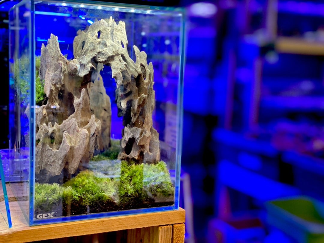 中型ガラス水槽 アクアテラリウム 完成品 自然風景風 【公式通販