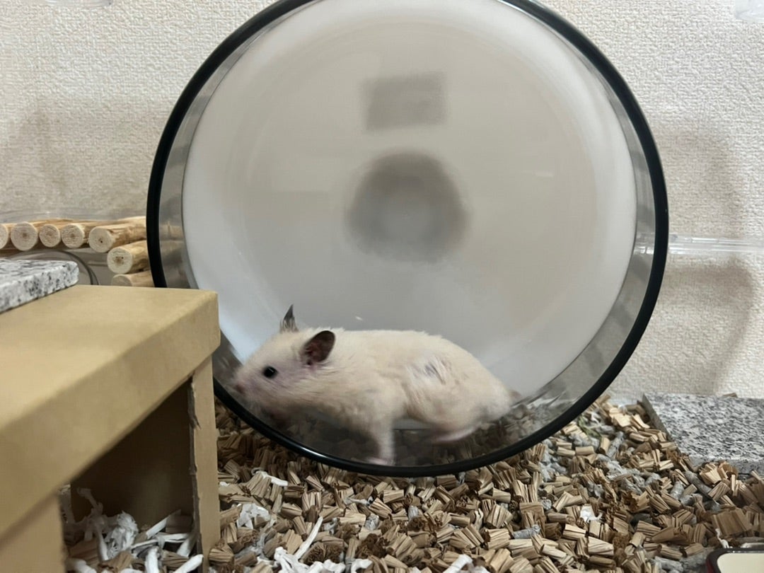 ルーミィ60での回し車(ゴールデンハムスター) | ハムたろ.com