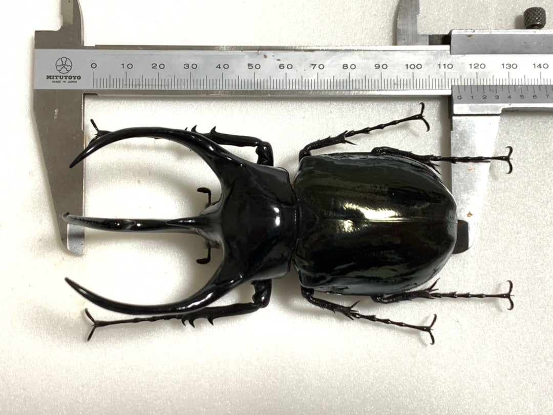 昆虫標本☆湾曲強い特大個体☆希少!!タイ産コーカサスオオカブト♂115ミリ