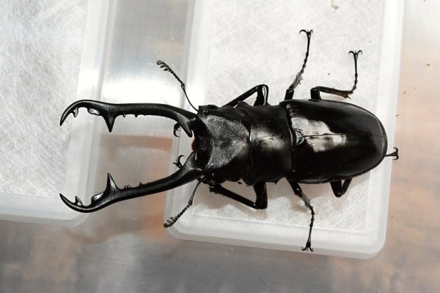 ギラファノコギリクワガタ ニルギリエンシス！標本！ ギラファ