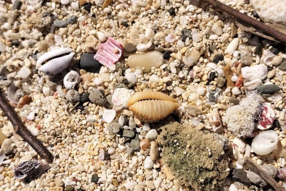 湯布院アンティーク 希少トウカムリカイ 310mm超特大標本 奄美大島産