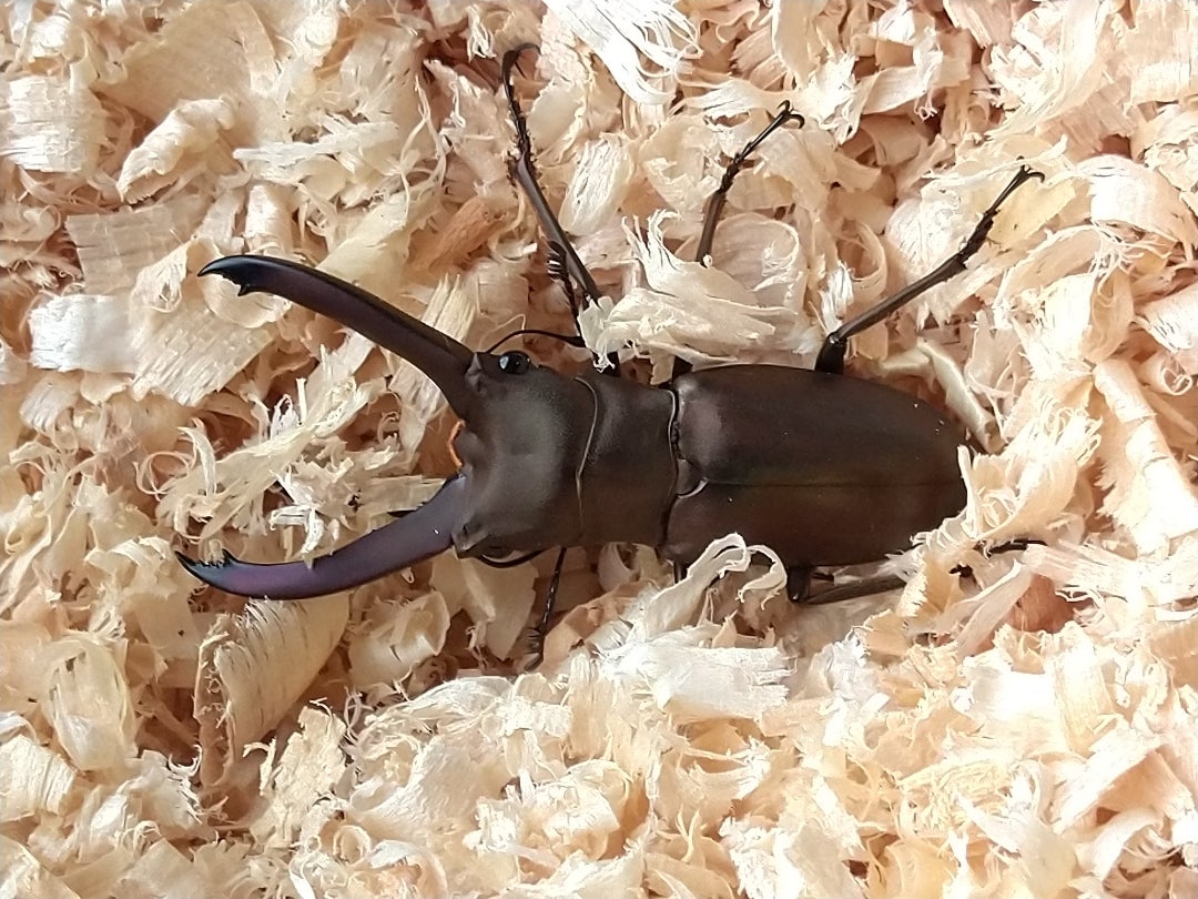 特大エラフスホソアカクワガタ（美麗個体）標本