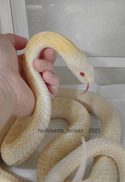 へびへび脱皮ッピ25回目 | 星さんとゆかいな仲間たち